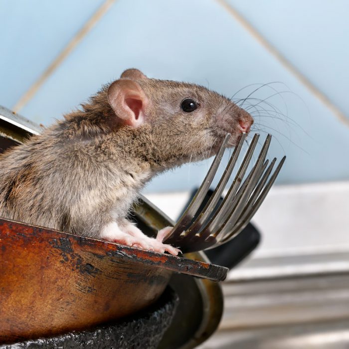 Best Termite & Pest Pest Control Services in Manchester, KY Pest Control & Treatment