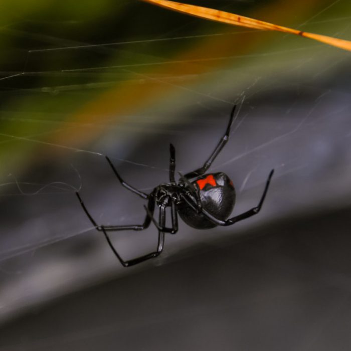 Best Termite & Pest Pest Control Services in Manchester, KY Pest Control & Treatment