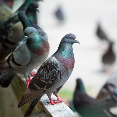 Best Termite & Pest Pest Control Services in Manchester, KY Pigeon Control & Removal