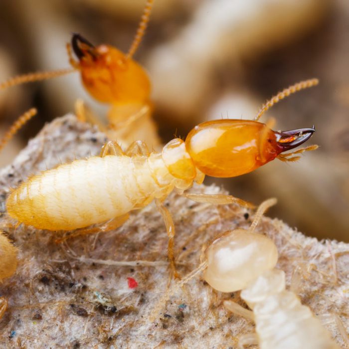 Best Termite & Pest | Pest Control Services in Manchester, KY | Termite ...